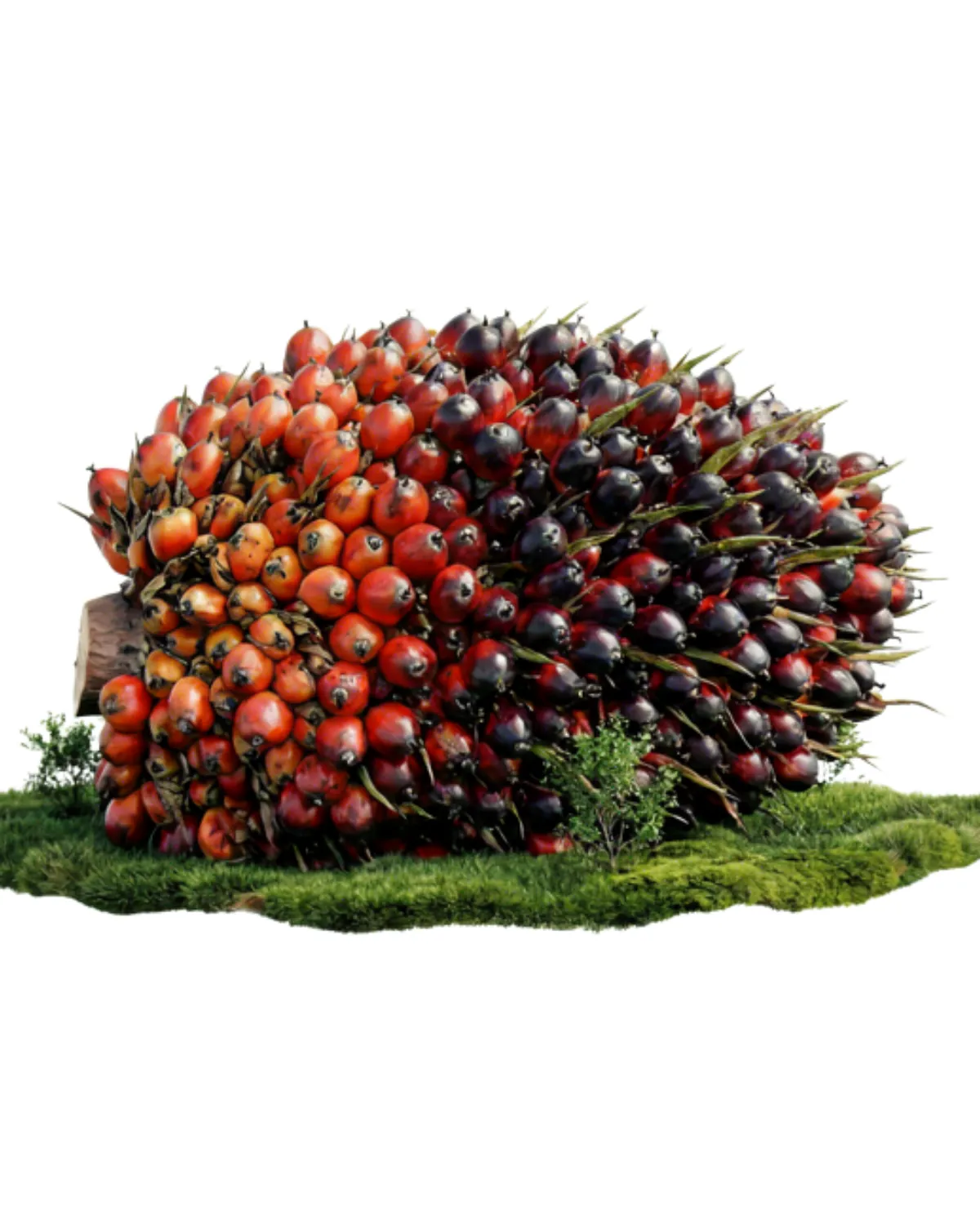 Green fuel — palm-derived biodiesel.